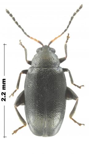 Réf. 249 953 : Phyllotreta sp.